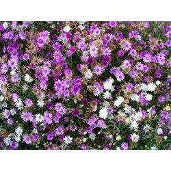 Immortelle - Mixed - Xeranthemum annuum - Long-Lasting Blooms for Dried Bouquets - Fresh Seeds