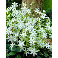 Ornithogalum umbellatum - paquete de 10 piezas