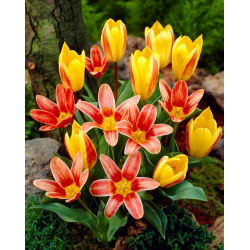 „Píseň mořské panny“ - 50 cibulek tulipánů - složení 2 odrůd