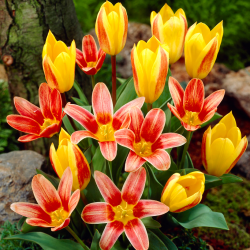 „Píseň mořské panny“ - 50 cibulek tulipánů - složení 2 odrůd