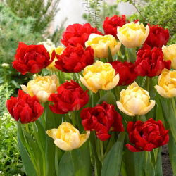 Tulipánhagyma - 2 fajta készlet - Red Baby Doll és Montreux - 50 db.