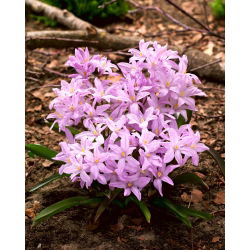 Chionodoxa Rose Queen - Glory of Snow Rose Queen - 10 bulbs