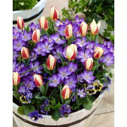 "Spring Prop" - 75 krokus- og tulipanløg - sammensætning af 2 spændende sorter
