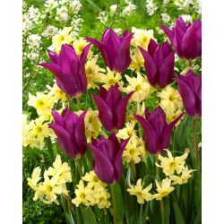 „Jarné farby“ - 50 cibuliek narcisov a tulipánov - zloženie 2 zaujímavých odrôd
