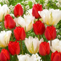 „Jarní tvorba“ - 50 cibulek tulipánů - složení 2 odrůd