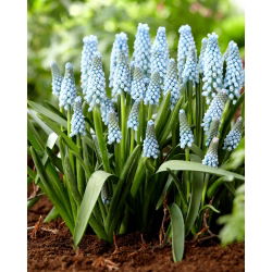 Muscari Ester - Ester de hacin de struguri - 10 bulbi