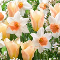 "Anhelo de primavera" - 50 bulbos de narcisos y tulipanes - composición de 2 variedades intrigantes