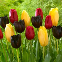 "Frühlingsglück" - 45 Tulpenzwiebeln - Komposition aus 3 Sorten