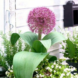 Cipolla ornamentale a crescita bassa con un grande grappolo di fiori - Red Giant