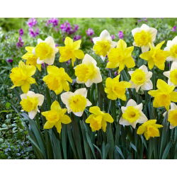 Set de narcisos amarillos y blancos - 50 piezas - 