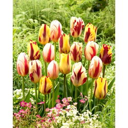 Tulipanløker - sett med 3 varianter - Helmar, Grand Perfection og Carnaval de Rio - 45 stk.