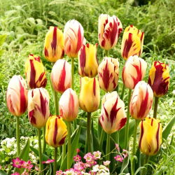 Tulipanløker - sett med 3 varianter - Helmar, Grand Perfection og Carnaval de Rio - 45 stk.