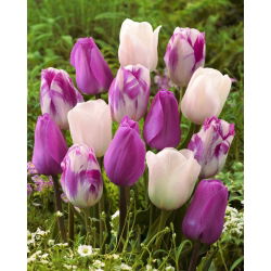 Bulbi di tulipani - set di 3 varietà - Don Quichotte, White Dream e Flaming Flag - 45 pz