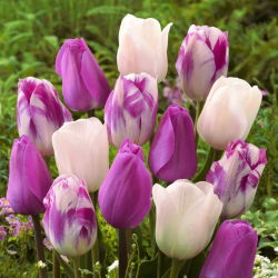 Bulbi di tulipani - set di 3 varietà - Don Quichotte, White Dream e Flaming Flag - 45 pz