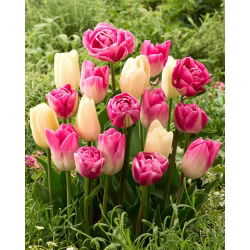 Tulipanløker - sett med 3 varianter - Creme Flag, Dynasty og Vogue - 45 stk