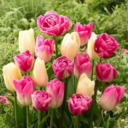 Tulipanløker - sett med 3 varianter - Creme Flag, Dynasty og Vogue - 45 stk