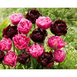 Tulipánhagyma - 2 fajta készlet - Aveyron és Black Hero - 50 db.