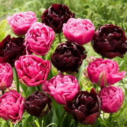 Tulipánhagyma - 2 fajta készlet - Aveyron és Black Hero - 50 db.