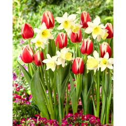 Juego de tulipanes y narcisos - Kelly and Ice Follies - 50 piezas