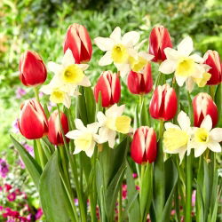 Juego de tulipanes y narcisos - Kelly and Ice Follies - 50 piezas