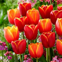 Cibule tulipánů - sada 2 odrůd - Abu Hassan a Ad Rem - 50 ks.