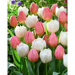Tulipánhagyma - 2 fajta készlet - Mount Tacoma és Salmon Impression - 50 db.