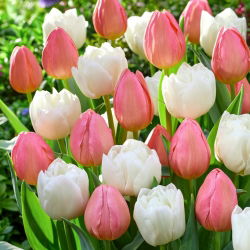 Tulipánhagyma - 2 fajta készlet - Mount Tacoma és Salmon Impression - 50 db.