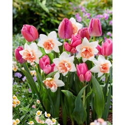 Valentina - 45 cibuliek tulipánov a narcisov - bielo -ružová kompozícia