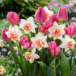 Valentina - 45 cibuliek tulipánov a narcisov - bielo -ružová kompozícia
