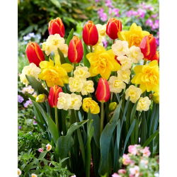 Tulipán és nárcisz készlet - Verandi, Cheerfulness és Dick Wilden - 45 db.