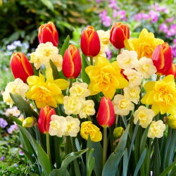 Tulipán és nárcisz készlet - Verandi, Cheerfulness és Dick Wilden - 45 db.