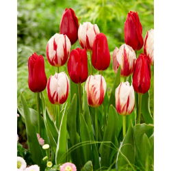 Bulbi di tulipano - set di 2 varietà - Carnaval de Rio e Ile de France - 50 pz