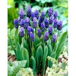 Muscari latifolium - Lăcusta de viță de vie latifoliu - 10 bulbi