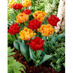 Tulipánhagyma - 2 fajta készlet - Miranda és Orange Princess - 50 db.