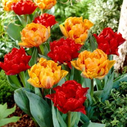 Tulipánhagyma - 2 fajta készlet - Miranda és Orange Princess - 50 db.