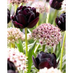 Set mit Tulpen und Zierzwiebeln - Silver Spring und Black Hero - 30 Stück