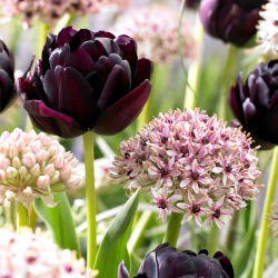 Set mit Tulpen und Zierzwiebeln - Silver Spring und Black Hero - 30 Stück
