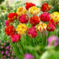 Tulipánhagyma - 3 fajta készlet - Renown Unique, Golden Nizza és Miranda - 45 db.