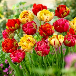 Tulipánhagyma - 3 fajta készlet - Renown Unique, Golden Nizza és Miranda - 45 db.