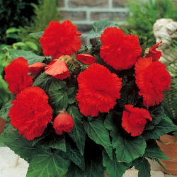 Fimbriata (franjuri) begonia - rosu - pachet mare! - 20 buc.