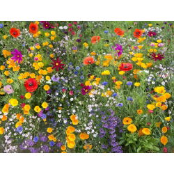Bee Friendly - o selecție de plante melifere - 10 kg - 