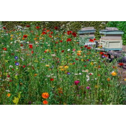Melliferous Planter - et udvalg af flerårige planter til tørre steder - 10 kg - 