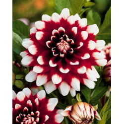 Dahlia - Duet - large pack! - 10 pcs