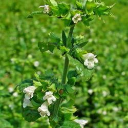 Medovka - medonosná rastlina - 1 kg - 