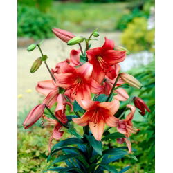 Lily - Pearl Loraine - stor pakke! - 10 stk