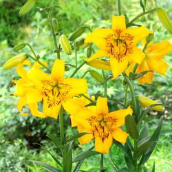 Tigerlilja - Yellow Bruse - storpack! - 10 st