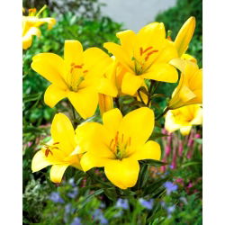 Yellow Planet trombitaliliom - nagy csomag! - 10 db.