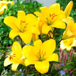 Yellow Planet trombitaliliom - nagy csomag! - 10 db.