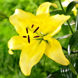 Lily - Yellow Power - groot pak! - 10 stuks - 