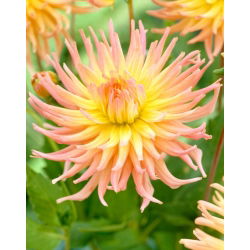 Dahlia - Apricot Star - large pack! - 10 pcs